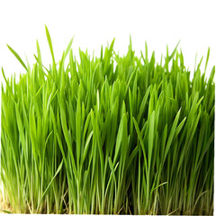 Fototapeta na wymiar Green grass and wheat grass on transparent background