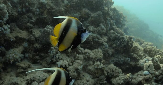 A pair of colorful bnnerfish floating over coral reef.