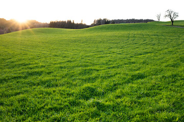 Nature landscape with green meadows