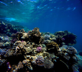 Underwater view of the coral reef at the bottom of tropical sea