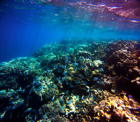 Fototapeta na wymiar Underwater view of coral reef with fishes and corals in Red Sea, Egypt
