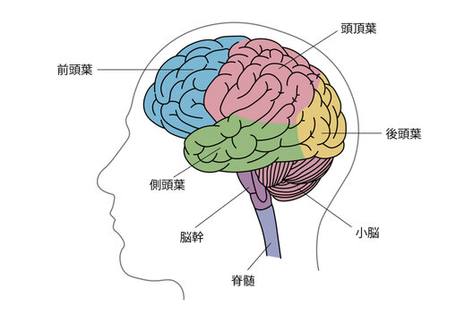 値下【美品】人脳８分割モデル 前頭葉 頭頂葉 側頭葉 後頭葉 脳幹 小脳 左右 脳，8分解モデル | 日本スリービー・サイエンティフィック