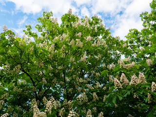 Fototapeta premium Blooming branches of chestnut Castanea sativa against a blue sky background.
