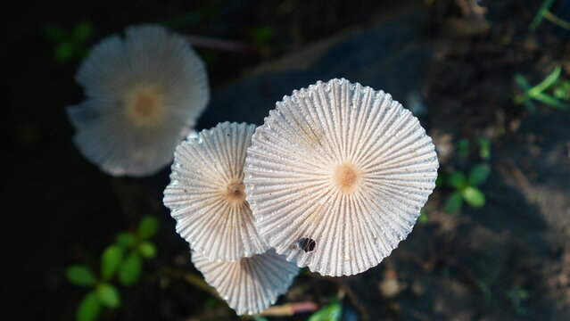 Pleated inkcap mushroom in the forest
