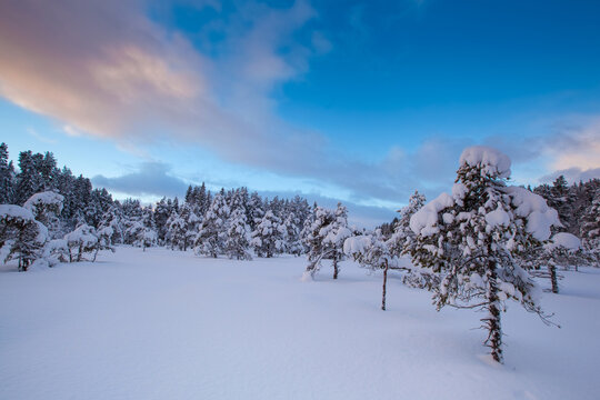 beautiful winter landscape snow tree