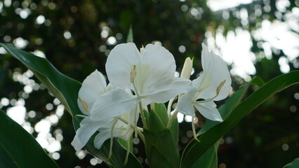 Hedychium coronarium flower in the garden