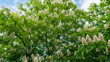 Chestnut tree with blooming white flowers against the sky.