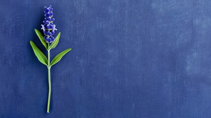   A solitary bloom atop a blue background; a green stem emerges from its center, another arises from the flower's midpoint