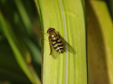 Common flower fly (Syrphus sp.) resting on a long yellow leaf