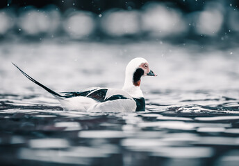 long-tailed duck - 776269532