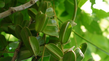 Dioscorea sincorensis in the garden