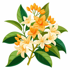 Orange jasmine a.k.a. orange jessamine