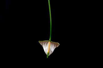 Anthurium close-up on black background