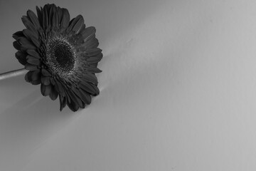 Gerbera flower on white background. Black and white
