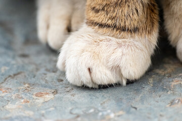 cat paw in macro shot	