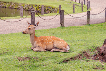 A peaceful fawn resting in the grass on the park.