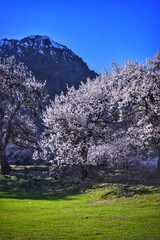 landscape with blossom trees