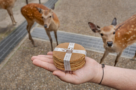 Nara, JAPAN &ndash; June 11, 2023: Special food biscuits to feed the deer grazing in public park.
Round special wafers which deer love when tourists feed them.
