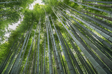 Bamboo Forest in Japan, Arashiyama, Kyoto.
Majestic bamboo growing to immense heights.
