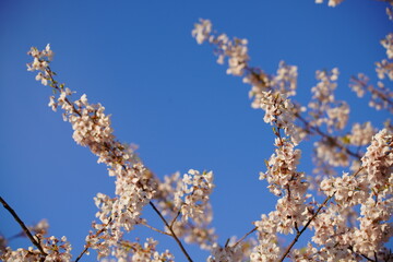 Cherry Blossoms