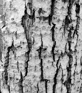 Vertical Black and white background of natural old tree bark. Beautiful Birch texture for indoor or outdoor background, grunge interior.