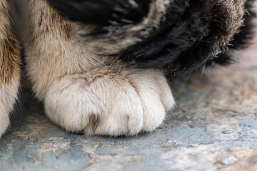 cat paw in macro shot