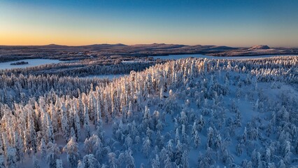 Aerial drone view above sunlit, snow covered trees on top of a hill, golden hour in Lapland