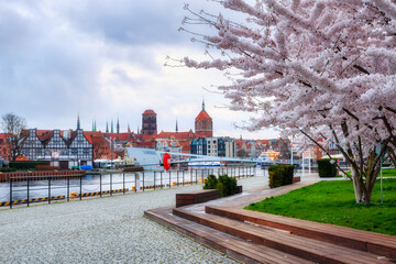 Flowers of trees blooming in spring over the Motława river in Gdansk. Poland - obrazy, fototapety, plakaty