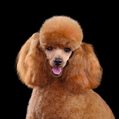 Studio portrait of red toy poodle