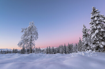 Early morning in the winter forest with blue and purple tones