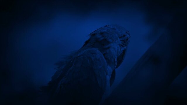 Parrot Fluffs Its Feathers At Night
