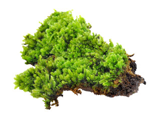 Green moss transparent png