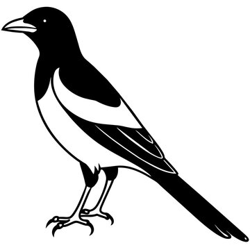 recommend clip art: Magpie bird premium vector art, line art - Vector illustration | adobe stock