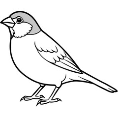Fototapeta premium Sparrow Coloring Vector Art,Robin bird, Icons,Finch Outline Stock Illustrations Vectors & Clipart | Adobe Stock 