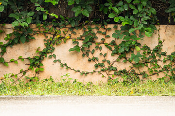 A wall covered in green vines - Powered by Adobe