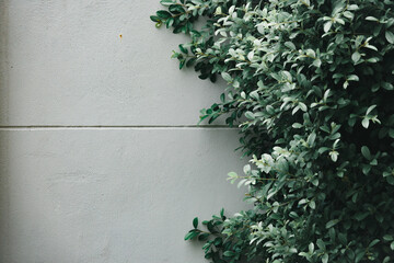 A wall with a green plant growing
