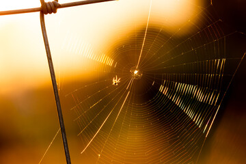 A spider web is shown in a golden light. The web is very intricate and has a lot of detail. The...