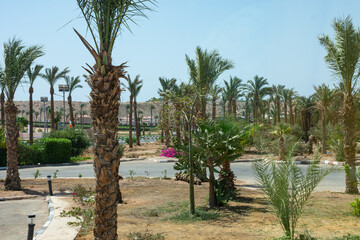 Traveling around Egypt. Artificially planted palm trees and flowers in the desert