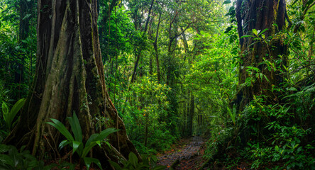 Fototapeta na wymiar Tropical rainforest with big trees