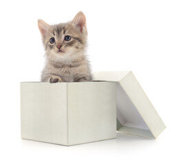 Kitten in cardboard box.