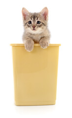 Kitten in a plastic container.
