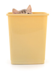 Kitten in a plastic container. - 776297172