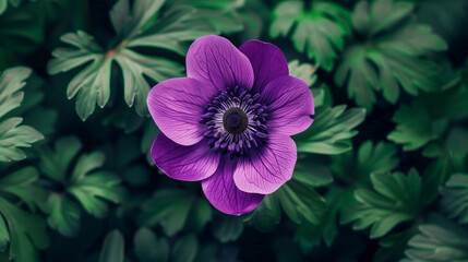 flower in the garden