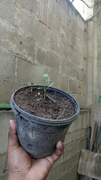 Mexican chili plant, grown in pot