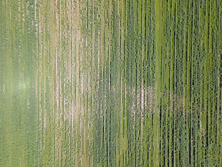 Aerial top down of agricultural field in Thyrow Brandenburg Germany