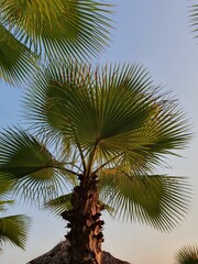 palm tree leaves