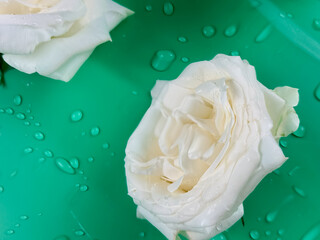 White roses on a green background with water drops.