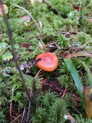 mushrooms in the forest