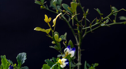 Two very small pink flowers on a branch photographed against a black background. Natural light. Concept art.
