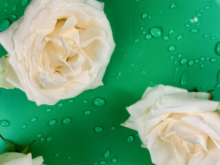 White roses on a green background with water drops.